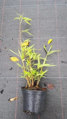 Image de Phyllostachys bissetii / Bambou