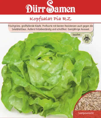 Produktbild von Kopfsalat Pia RZ | Kopfsalatsamen von Dürr Samen