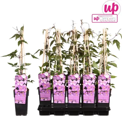 Produktbild von Clematis montana var. rubens 60-80 cm Popínavá rostlina