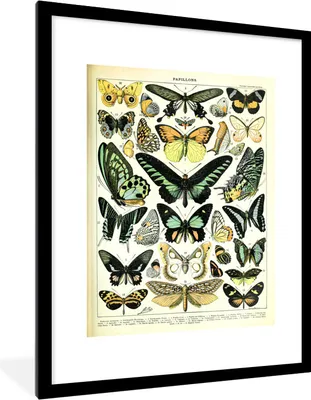 Produktbild von MuchoWow® Gerahmtes Poster Schmetterling - Tiere - Vintage 60x80 cm - Poster mit Schwarzem Bilderrahmen Wandposter Rahmen Foto Bilder - Wohnzimmer - Dekorationen - Prämie
