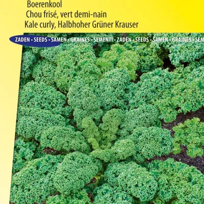 Produktbild von Mittelgrüne Grünkohlsamen für eine nahrhafte und knusprige Ernte – Superfood für Salate und Smoothies