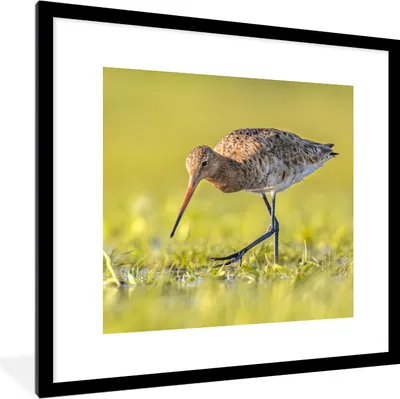 Produktbild von MuchoWow® Gerahmtes Poster Vögel - Gras - Landschaft - Uferschnepfe 40x40 cm - Poster mit Schwarzem Bilderrahmen Wandposter Rahmen Foto Bilder - Poster - Plakat im Rahmen