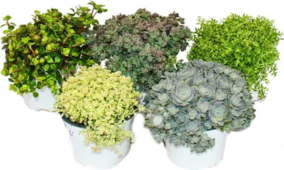 Obrázek produktu pro 5 různých odolných rostlin Sedum - rozchodník - pestrá hra barev