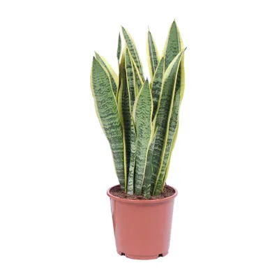 Produktbild von Bogenhanf Laurentii - Ø14cm - ↕40cm