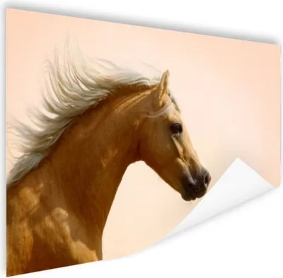 Produktbild von MuchoWow® Poster Pferd - Licht - Luft 60x40 cm - Schlafzimmerdekoration