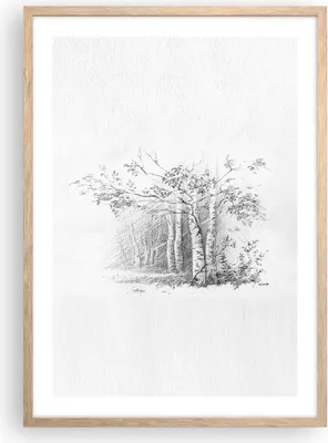 Produktbild von Gerahmtes Poster - Rahmen in heller Eiche - Skizze Wald Birke - 50x70 cm - Wand Bild - Wanddeko - Wandbilder - Wandposter - Bilderrahmen - Bilder - Kunstdruck - Wandbild - P2NPA50x70-4280