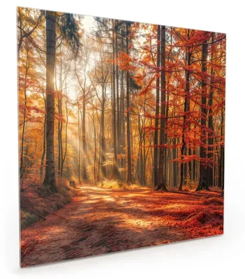 Produktbild von Küchenrückwand Spritzschutz Glas mit Motiv Herbstlicher Waldweg 40 x 40 cm