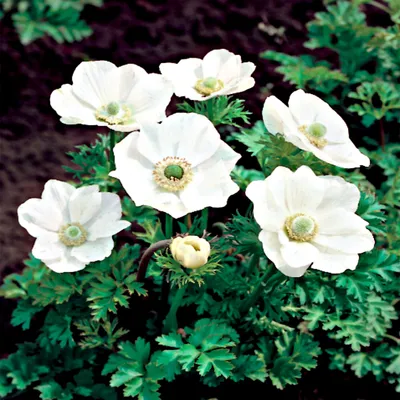 Produktbild von Zwiebel Blumenzwiebel Staude winterhart Windröschen Anemone Bride 10 St.