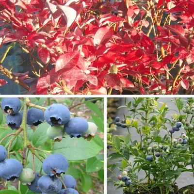 Produktbild von Elisabeth Kulturheidelbeere, Blaubeere, sehr aromatisch im 3,5 Liter Topf
