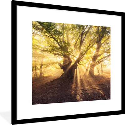 Produktbild von MuchoWow® Gerahmtes Poster Baum - Wald - Sonne 40x40 cm - Poster mit Schwarzem Bilderrahmen Wandposter Rahmen Foto Bilder - Poster - Plakat im Rahmen
