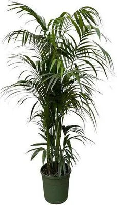 Produktbild von Kentia-Palme – Howea forsteriana – Zimmerpflanze 230cm – Ø38cm – Exklusive XXL-Palme mit eleganten Wedeln – Tropische Kübelpflanze für Wohnzimmer, Büro & Wintergarten – Pflegeleicht