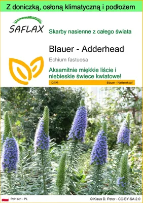 Zdjęcie produktu dla SAFLAX - Garden to go - Blauer - Adderhead - 100 Nasiona - Z doniczką, pokrywą klimatyczną i podłożem do uprawy - Echium fastuosa
