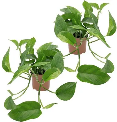Productafbeelding van Famanu kamerplant, Epipremnum aureum - 2 stuks, gemakkelijk te verzorgen en klimplant