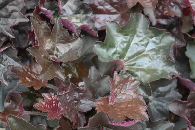 Produktbild von Stauden Gänge 1 x Heuchera americana 'Palace Purple' - Rotblättriges Purpurglöckchen - Tiefviolette Blätter, die beeindrucken