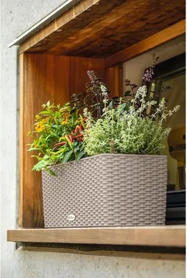 Immagine prodotto di LECHUZA Balconera Cottage 50 Vaso da fiori, 50 x 19 x 19 cm, 8 L, set completo, Sandshell