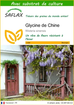 Image de SAFLAX  - Glycine de Chine - 4 graines - Avec substrat - Wisteria