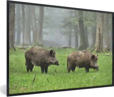 Produktbild von MuchoWow® Gerahmtes Poster Wildschwein - Wald - Tier 90x60 cm - Poster mit Schwarzem Bilderrahmen Wandposter Rahmen Foto Bilder - Fotorahmen - Foto-Plakat
