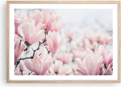 Produktbild von Gerahmtes Poster - Rahmen in heller Eiche - Magnolie Blumen Rosa - 70x50 cm - Wand Bild - Wanddeko - Wandbilder - Kunstposter - Wandposter - Bilderrahmen - Bilder - Kunstdruck - P2NAA70x50-4396
