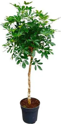 Obrázek produktu pro Arálie paprskatá – Schefflera na stonku – pokojová rostlina 170 cm – Ø 35 cm – vždyzelená rostlina s dlanitými listy – tropická XXL