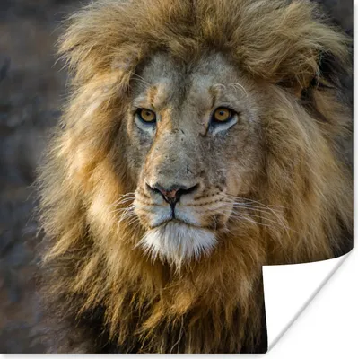 Produktbild von MuchoWow® Poster Löwe - Porträt - Wild 75x75 cm - Wand Dekoration