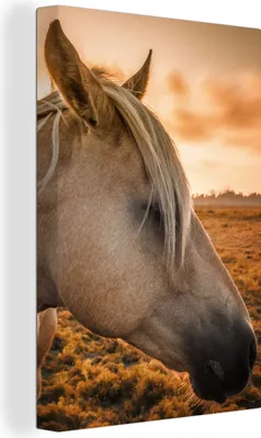 Produktbild von OneMillionCanvasses® - Leinwandbilder - 90x140 cm, Pferd - Tiere - Porträt, Wandbilder Kunstdruck Wanddekoration - Foto auf Leinwand - Gemälde auf Holzrahmen - Wandschmucke - Schlafzimmer