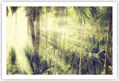 Produktbild von Poster - Poster ohne Rahmen - Morgendämmerung Dschungel Palmen - 91,5x61 cm - Wand Bild - Wanddeko - Wandbilder - Kunstposter - Wandposter - Bilder - Kunstdruck - Wanddekoration - P2XAA91x61-4450