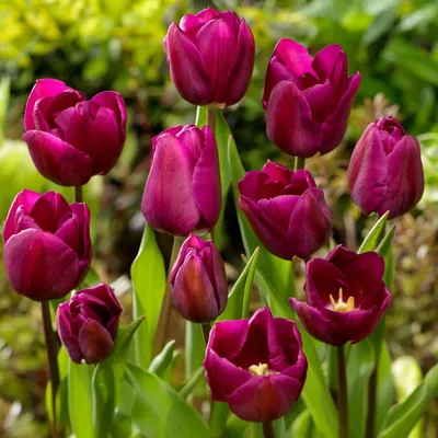 Obrázok produktu pre Cibuľky tulipánov, mrazuvzdorné, viacročné - Double Violett Passion - 20 kusov - Rastliny z Holandska - Tulipánové cibúľky vhodné do záhrady, do kvetináčov a na balkón (väčšie cibuľky, nie semená, nie umelé)