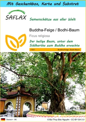 Produktbild von SAFLAX Geschenk Set - Buddha-Feige / Bodhi-Baum - Ficus religiosa - 100 Samen - Mit Geschenkbox, Versandaufkleber, Geschenkkarte und Anzuchtsubstrat