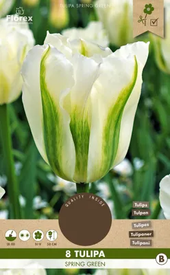 Obrázok produktu pre Tulipán jarný zelený (8 kusov) | Cibuľky tulipánov od Florex