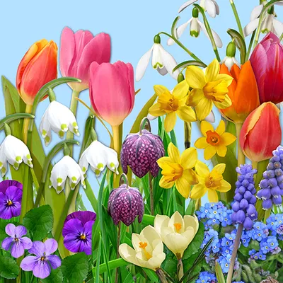 Produktbild von PAPSTAR Oster-Motivservietten "Flowers of Spring" 330 x 330 mm 20 Stück