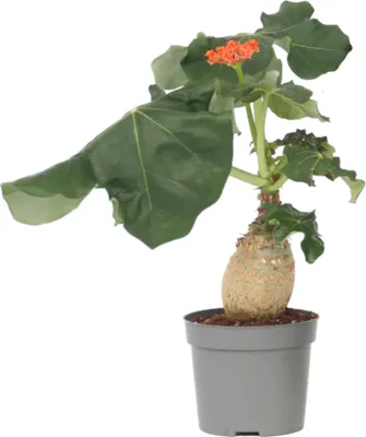 Image de Podagre - Jatropha podagrica - Hauteur 25-45cm - ⌀13cm