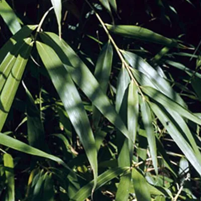 Image de Bambou flèche - Pseudosasa japonica | 60-80 cm en conteneur