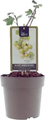 Produktbild von Stachelbeere ‘Tatjana’ (Ribes uva-crispa ‘Tatjana’) – robuste, ertragreiche Beerenpflanze 40–60 cm – gelbgrüne, aromatische Früchte für Garten & Naschhecke