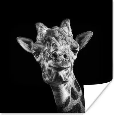 Produktbild von MuchoWow® Poster Giraffe - Tier - Schwarz - Weiß 50x50 cm - Wohnzimmerdekoration
