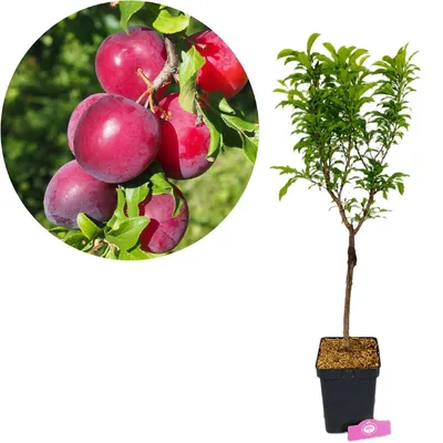 Produktbild von Prunus domestica 'Ruby Dwarf', Rote Zwergpflaume, Höhe 70-90 cm, 5-Liter-Topf