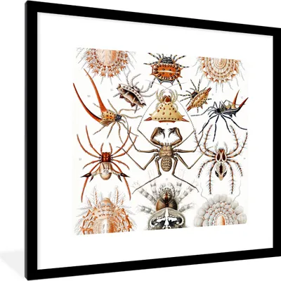 Produktbild von MuchoWow® Gerahmtes Poster Retro - Spinne - Ernst Haeckel - Spinnen 40x40 cm - Poster mit Schwarzem Bilderrahmen Wandposter Rahmen Foto Bilder - Poster - Plakat im Rahmen