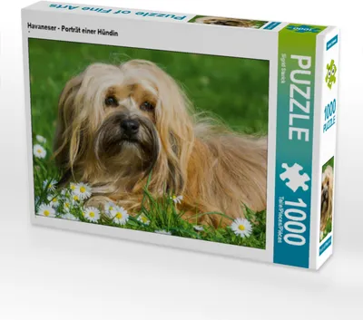 Produktbild von CALVENDO Puzzle Havaneser - Porträt einer Hündin | 1000 Teile Lege-Größe 64x48cm Foto-Puzzle für glückliche Stunden