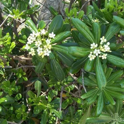 Obrázok produktu pre Austrálsky vavrín – Pittosporum tobira  | 40–50 cm v kvetináči