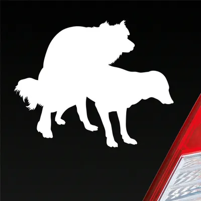 Produktbild von Auto Aufkleber Hunde decken Spaß Liebe Paaren Dog 12,5x10 cm Weiss Matt Sticker Heckscheibenaufkleber