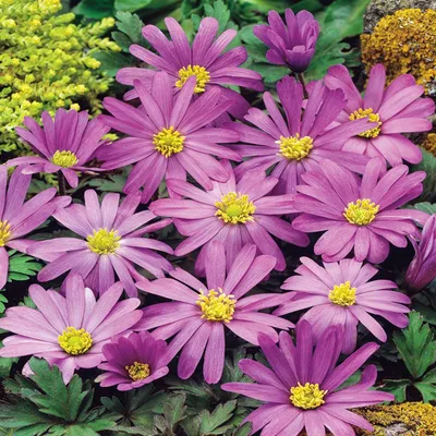 Produktbild von Anemone Zwiebel Staude winterhart Windröschen Anemone Violet Star 10 St.