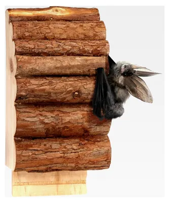 Produktbild von Fledermauskästen aus Holz | Nistkasten für Fledermäuse zum Aufhängen | Naturbelassener Unterschlupf für Fledermäuse | Größe: ca. 28 x 13 x 8 cm