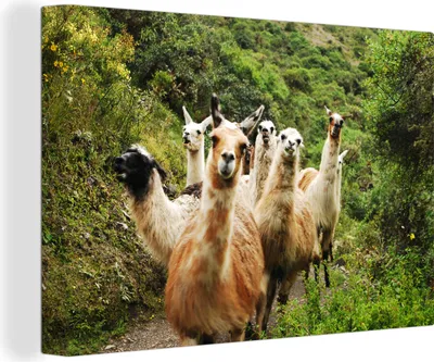 Produktbild von OneMillionCanvasses® - Leinwandbilder - 140x90 cm, Lamas auf dem Inka-Pfad, Wandbilder Kunstdruck Wanddekoration - Foto auf Leinwand - Gemälde auf Holzrahmen