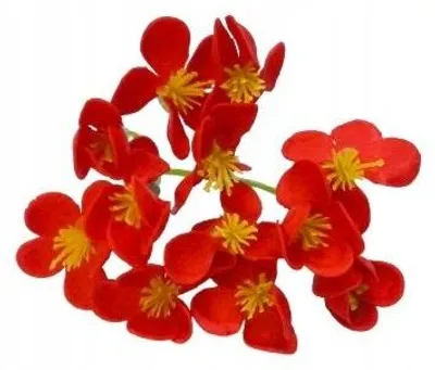 Produktbild von Domosfera Seifenblumen Hortensie Rote Zarte Dekoration
