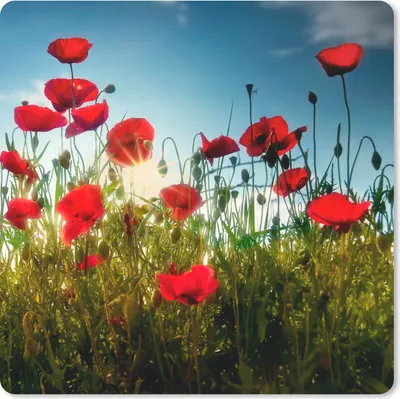 Produktbild von MuchoWow® Mauspad Mousepad Mohnblumen - Toskana - Sonne - Rot - Blau 20x20 cm - Mousepads - Maus Mat - Pad - Mausunterlage - Desk Mat - Bureauartikeln