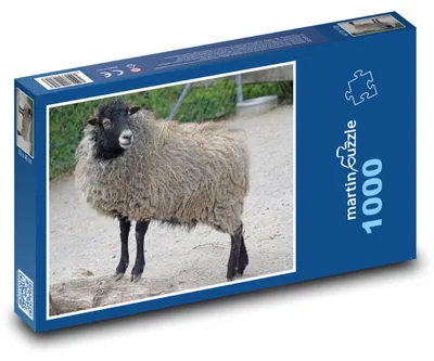Produktbild von Puzzle 1000 Ouessantschaf - Zwergschaf - martinpuzzle