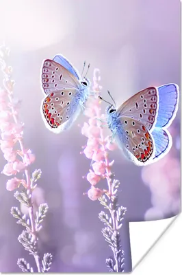 Produktbild von MuchoWow® Poster Schmetterling - Lavendel - Blumen - Lila 120x180 cm - Kunstposter
