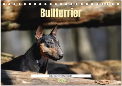 Produktbild von Bullterrier, liebenswerte Sturköpfe (Tischkalender 2026 DIN A5 quer), CALVENDO Monatskalender
