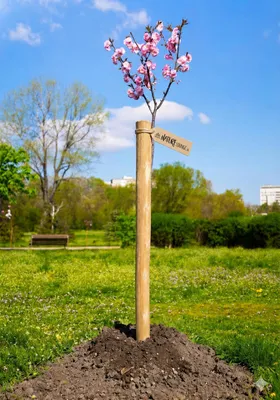 Immagine prodotto di Palo per piantare noccioli, ø 4-5 cm, 90 cm – Robusti pali per il giardino, la costruzione di recinzioni e altre strutture