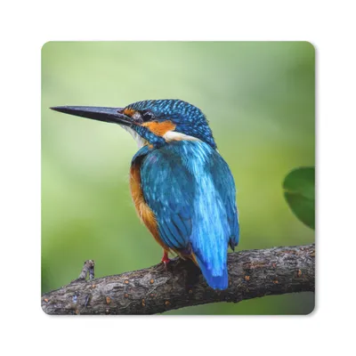 Produktbild von MuchoWow® Mauspad Mousepad Eisvogel - Zweig - Blau 30x30 cm - Mousepads - Maus Mat - Pad - Mausunterlage - Gaming