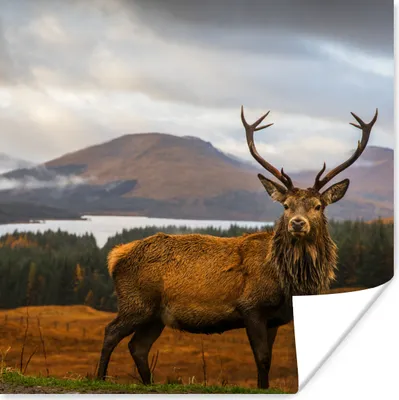 Produktbild von MuchoWow® Poster Hirsche - Berge - Wasser - Landschaft - Tiere - Bäume 75x75 cm - Wand Dekoration